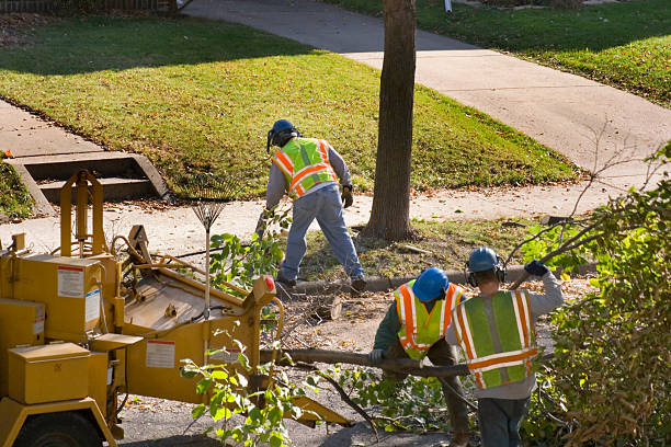 How Our Tree Care Process Works  in Prior Lake, MN